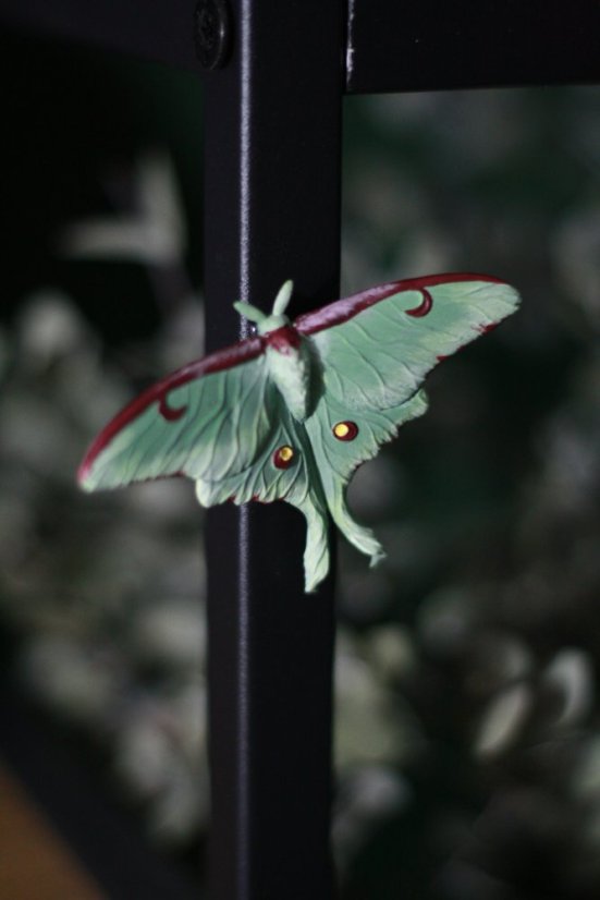 Martináč měsíčitý magnet