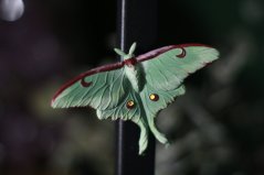 Martináč měsíčitý magnet