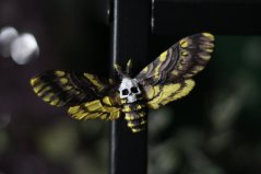 Lišaj smrtihlav magnet