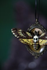 Lišaj smrtihlav medailon