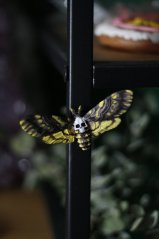 Lišaj smrtihlav magnet