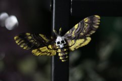 Lišaj smrtihlav magnet